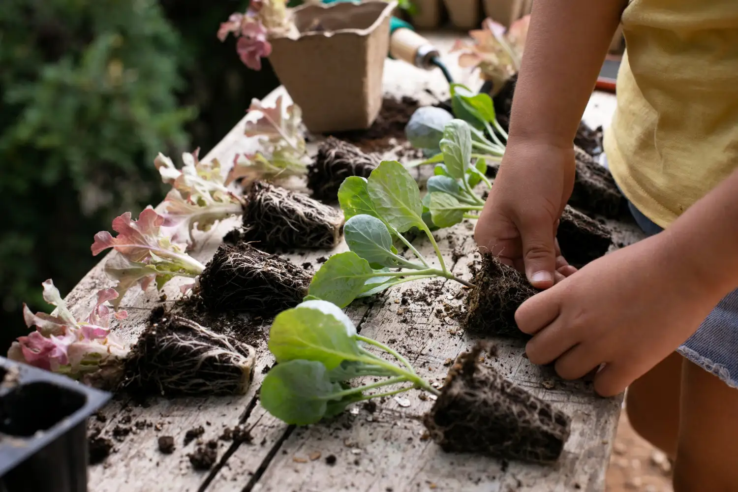 Permaculture garden