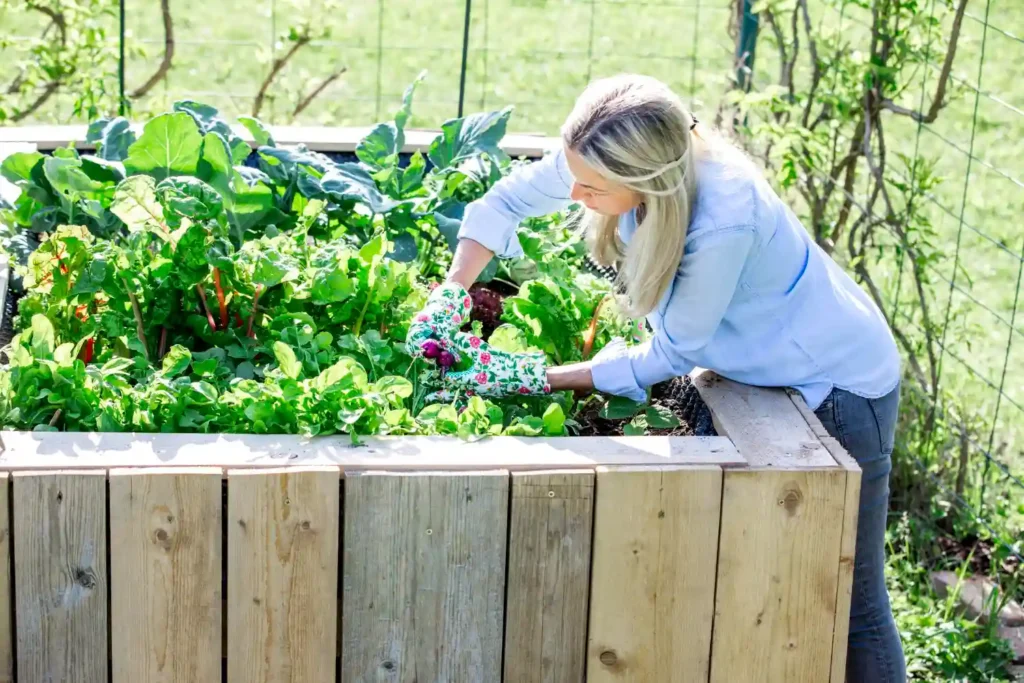 Permaculture garden